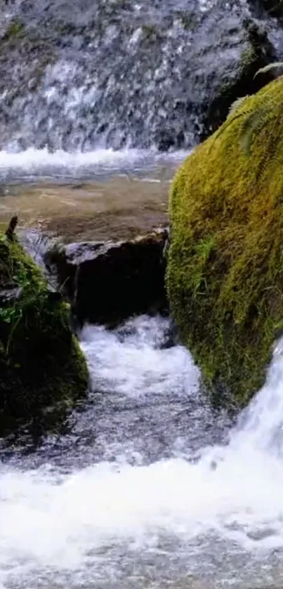 Mossy creek with cascading water on a serene landscape.