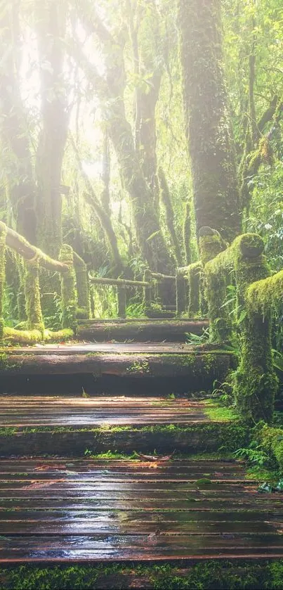 Serene moss-covered wooden path in lush green forest