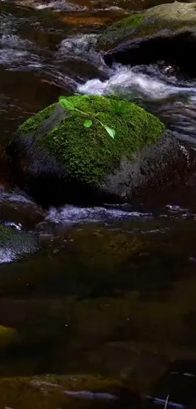 Serene view of mossy rocks in a flowing river.