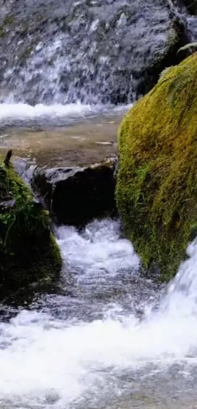 Serene nature scene with mossy waterfall.