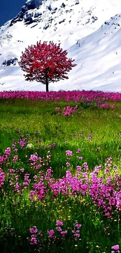 Pink blossoms and tree with snowy mountain backdrop.