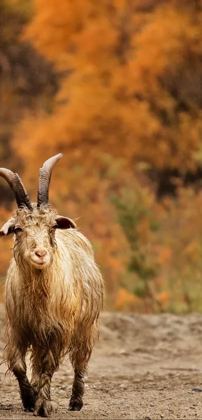 Majestic goat standing amidst autumn foliage in a tranquil nature scene.