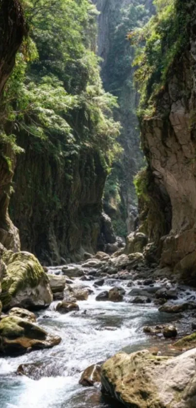 Mountain gorge with river and lush green vegetation wallpaper.