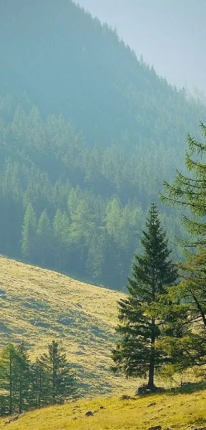 Lush green mountain forest landscape