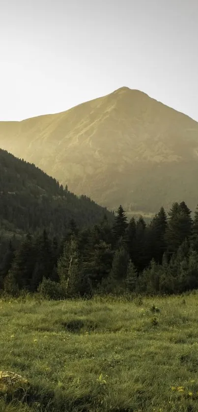 A serene mountain landscape with green fields and pine trees.