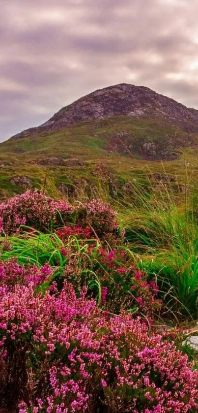 Mountain landscape with pink heather and a moody sky, perfect for mobile wallpaper.