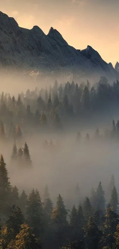 Misty mountain forest with morning light glowing softly.