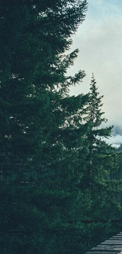 Lush pine trees with misty mountain vista.