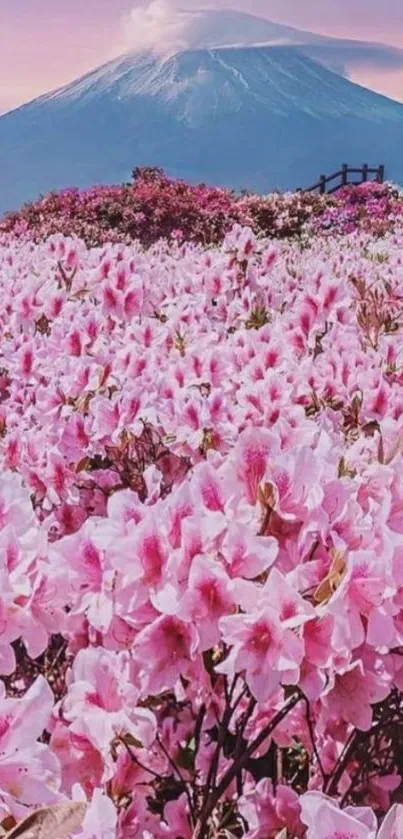 Serene mountain with pink flower field wallpaper.