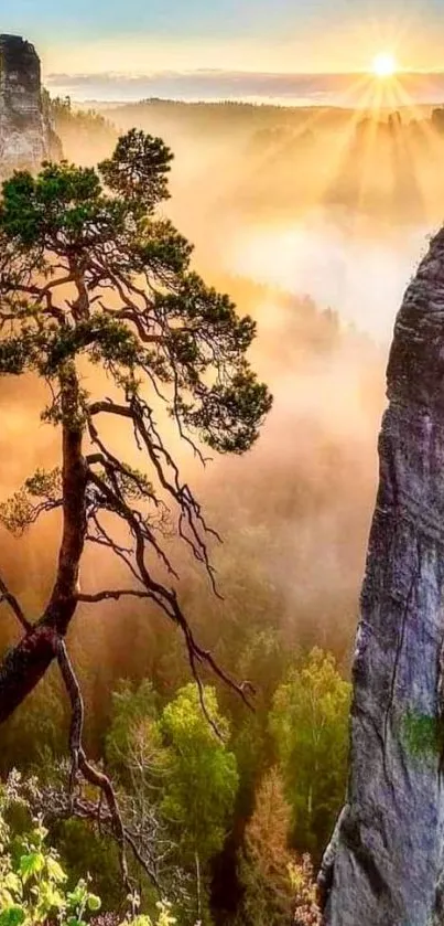 Mountain sunrise over cliffs and forest with a lone tree silhouette.