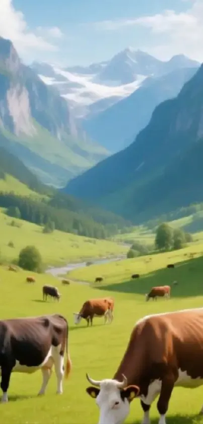 Peaceful mountain valley with grazing cows and distant peaks under a sunny sky.