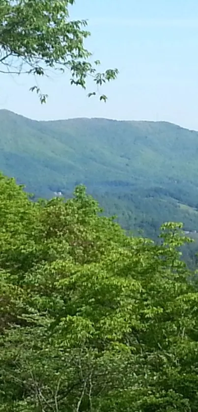 Lush green forest with distant mountains.