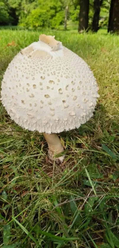 White mushroom centered in vibrant green meadow.