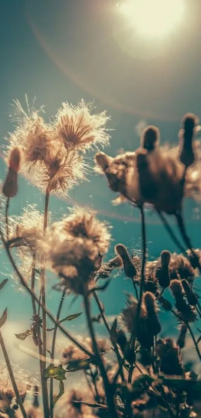 Serene nature wallpaper with sunlit flowers and clear blue sky.