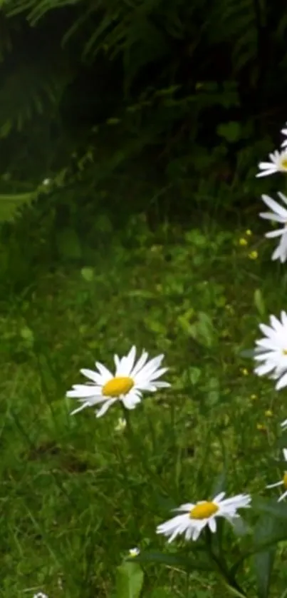 Beautiful white daisies with green background