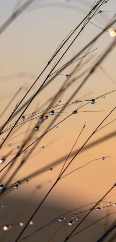 Dewdrops on grass at sunrise, peaceful mobile wallpaper.