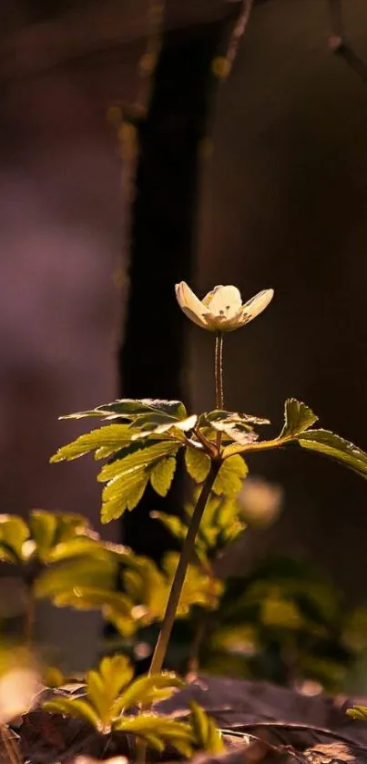 Delicate white flower with warm sunlight creating a serene and natural mobile wallpaper.