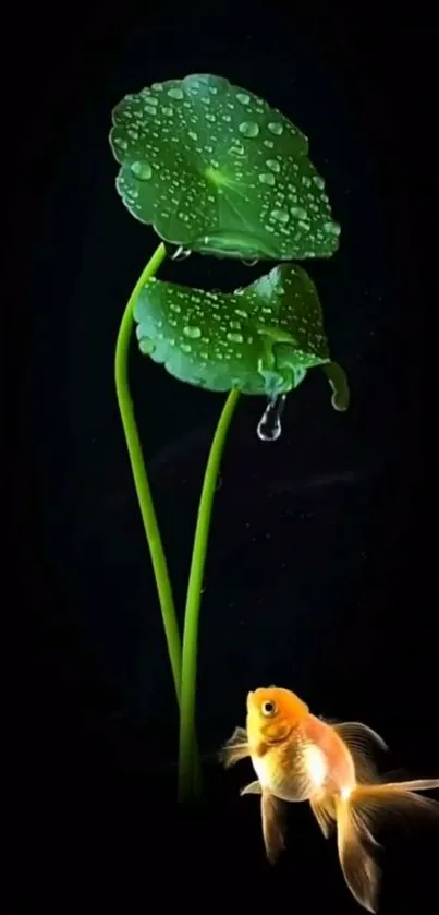 Goldfish swimming beneath lily pads on a dark background.