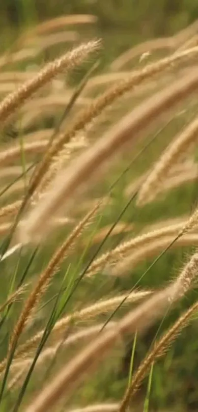 Calming wallpaper with golden grass and green background.