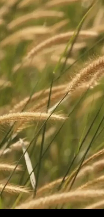 Golden grass swaying gently in a serene field.