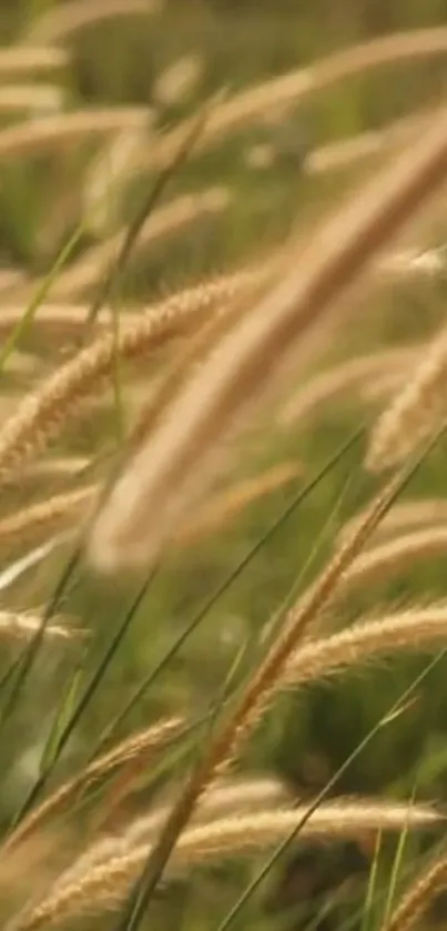 Serene nature wallpaper with wheat-like grass.