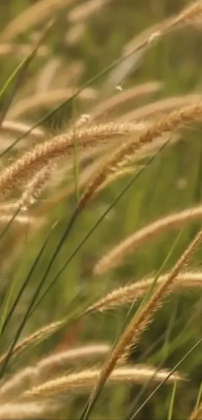 Close-up of green grass and brown spikes in nature wallpaper.