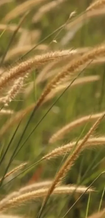 Gently swaying tall grass in a serene natural field setting.