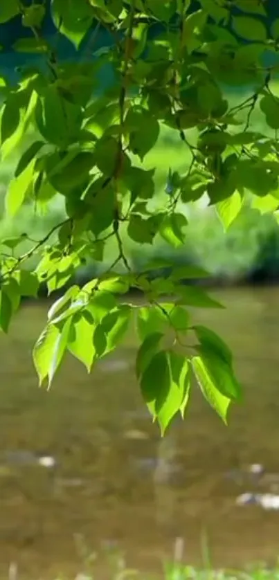 Serene green leaves over a calm river.