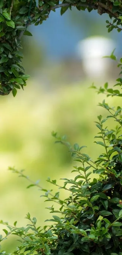 Vibrant green foliage under blue sky background.