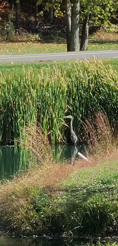 Serene landscape with heron by a pond, surrounded by lush greenery.