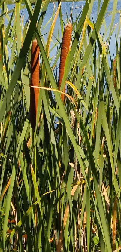 Green reeds by a calm lake under blue sky showcasing nature's tranquility.