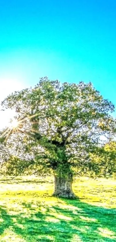 Vivid tree under clear blue sky with sunlight filtering through.