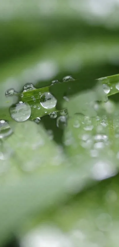 Green leaves with dew drops, creating a refreshing and tranquil mobile wallpaper.