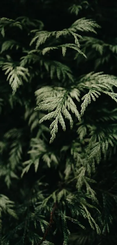 Lush green leaves create a serene natural wallpaper.