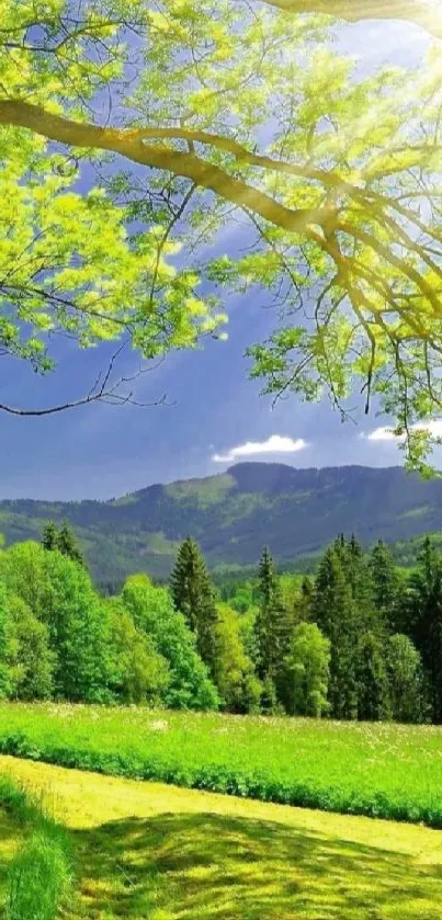 Vibrant green nature landscape with sunlit trees.