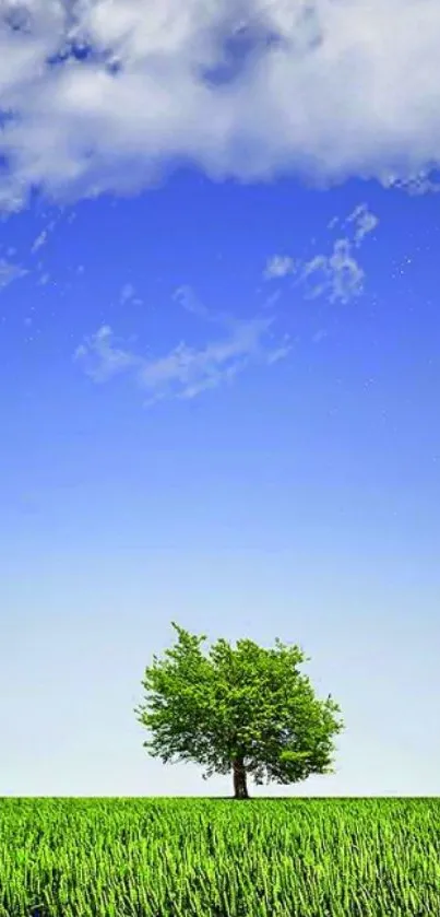 Lone tree under bright blue sky with clouds on a green field.