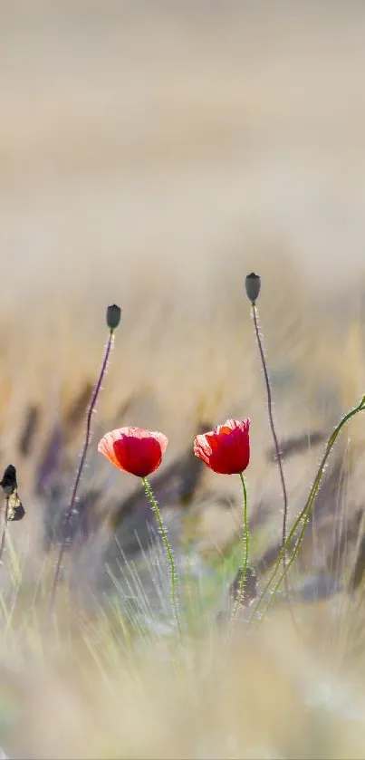 Red poppy flowers in a dreamy beige grass field.