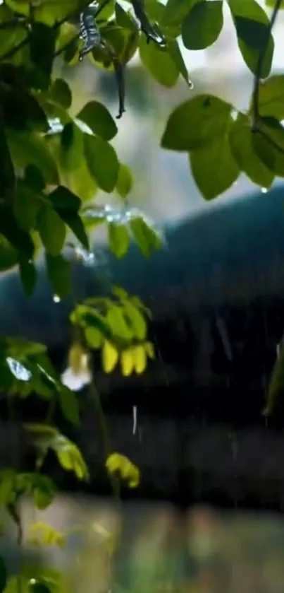 Raindrops falling on green leaves in a serene outdoor setting.