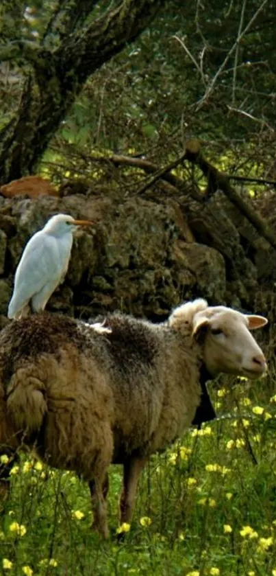 Sheep with bird on back in a lush green pasture, under trees.