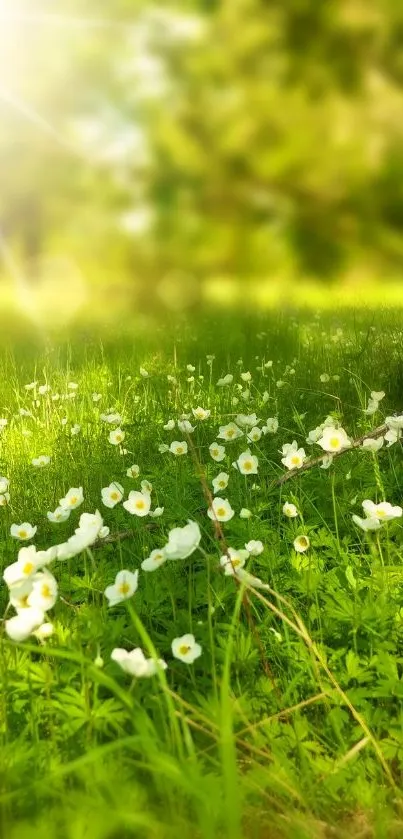 Serene meadow with sunlit green grass and white flowers.