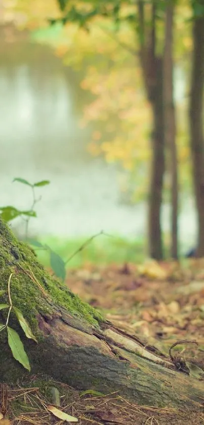 Mossy tree by a lake in a tranquil forest scene.