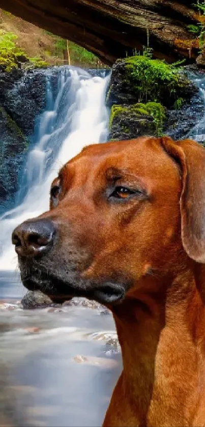 Dog by a tranquil waterfall in a lush forest setting.