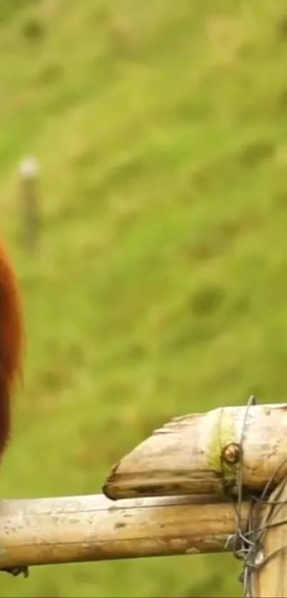 Orangutan on a wooden fence with lush green background.