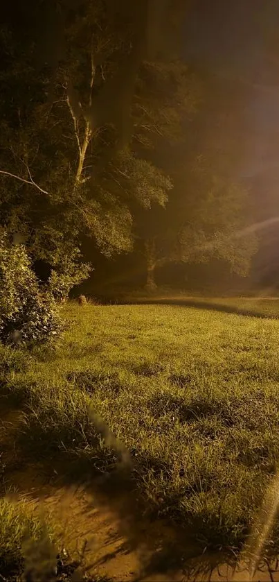 Golden hour forest landscape at dusk featuring grass and trees.