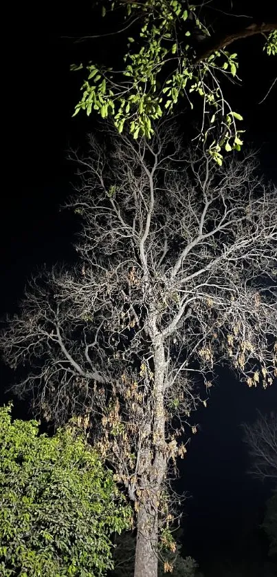 Night forest wallpaper with tree silhouette and green leaves.