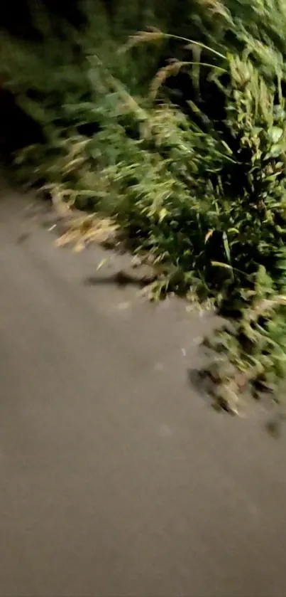 Greenery lining a dark pathway at night.