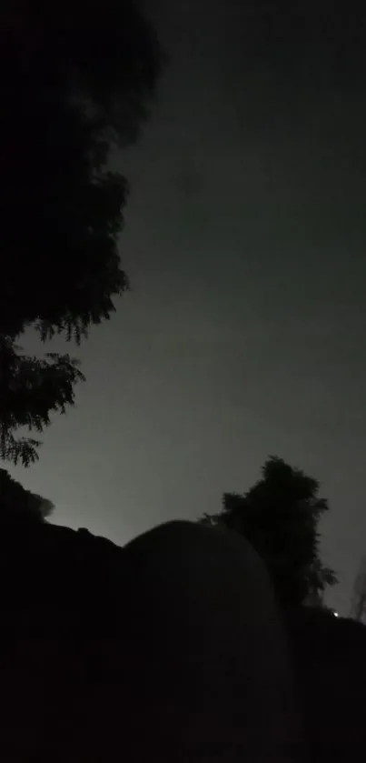 Silhouetted trees under a night sky.