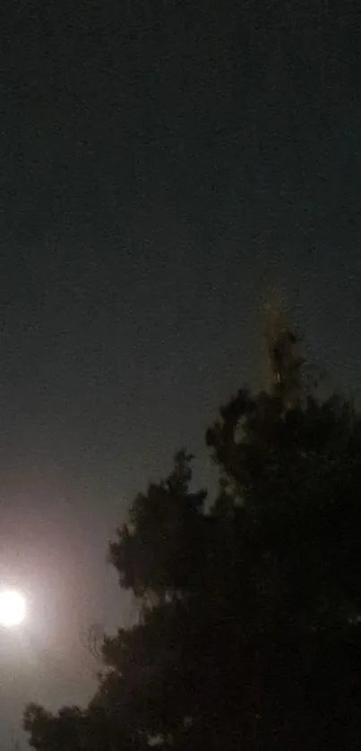 Silhouette of trees under a glowing moonlight.