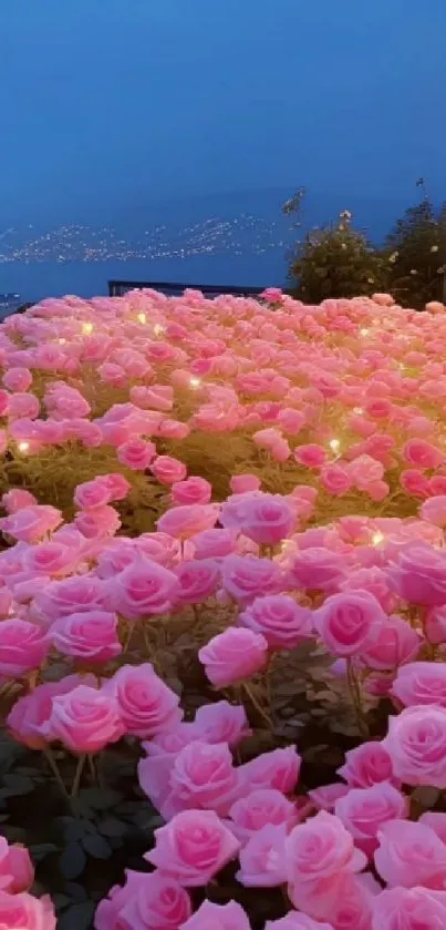 Beautiful pink rose garden under night sky with city lights in background.