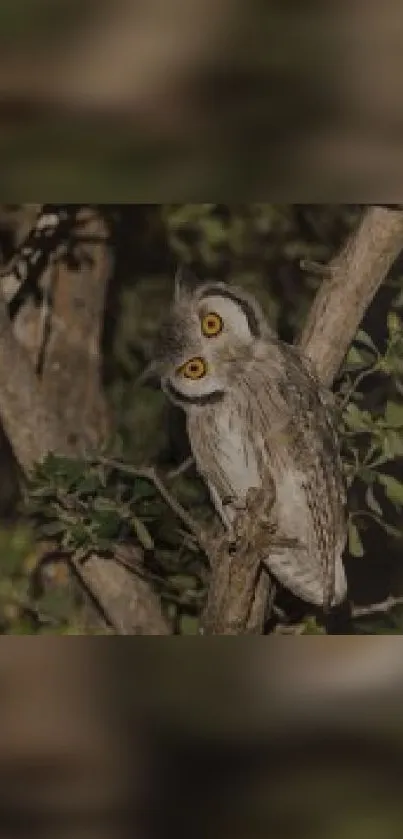 Nocturnal owl perched on a tree branch with dark forest background.